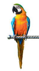 Kleurrijke rode papegaai ara geïsoleerd op een witte achtergrond