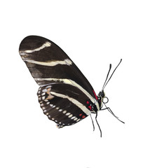 Obraz premium Zebra Longwing (Heliconius Charitonius) Butterfly