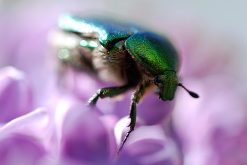ESCARABAJO VERDE, ANOMALA AUSONIA, SOBRE UN LILO, SYRINGA VULGARIS