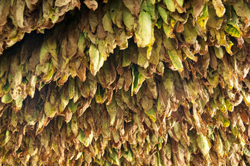 Drying of tobacco leaves, Vinales, Cuba
