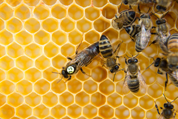 Queen bee in bee hive laying eggs