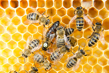 Queen bee in bee hive laying eggs