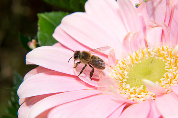 Bee collecting honey or pollen on flower