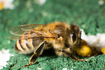 Closeup photo of bee at bee colony
