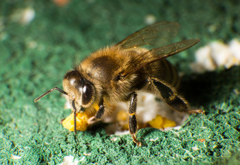 Closeup photo of bee at bee colony