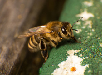 Closeup photo of bee at bee colony