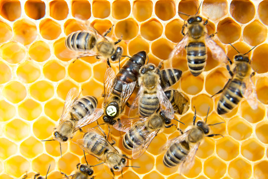 Queen Bee In Bee Hive Laying Eggs