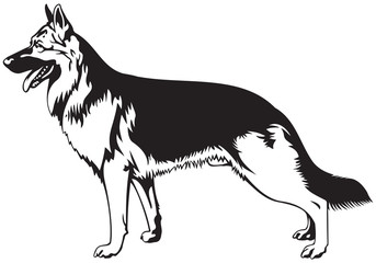 German Shepherd dog - obrazy, fototapety, plakaty