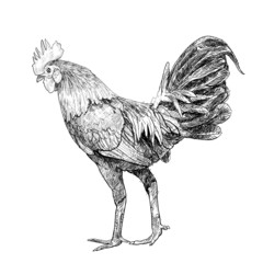 Fighting cock © hadkhanong