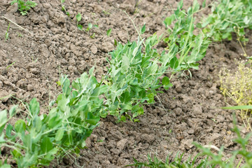 Organic pea in spring