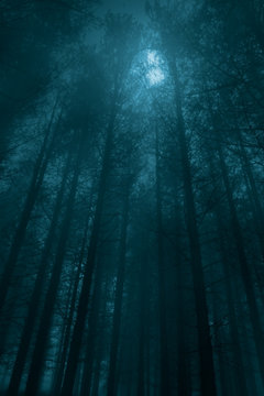 Fototapeta Foggy forest in a full moon night