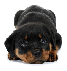 Little Rottweiler puppy dog lies down