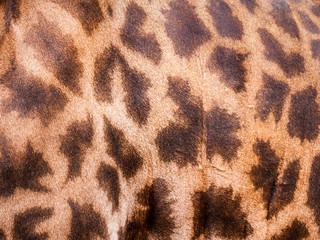 Giraffe skin