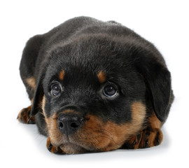 Little Rottweiler puppy dog lies down