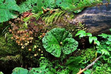 Underbrush