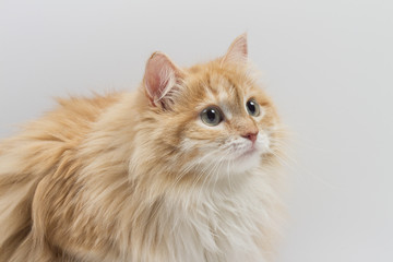 cat on the white background