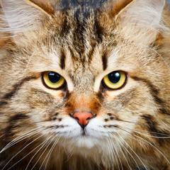 Siberian cat