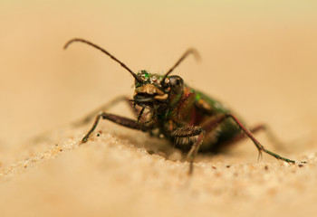 Fototapeta premium Cicindela campestris