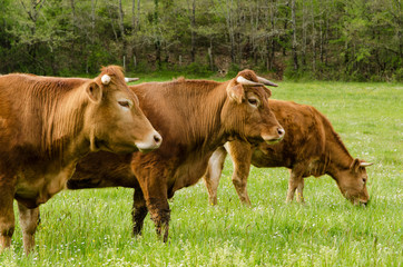 Fototapeta premium Vache, troupeau