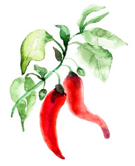Red hot chili pepper - 52151391