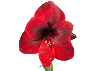 Amaryllis flower