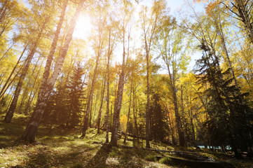 birch grove in the autumn