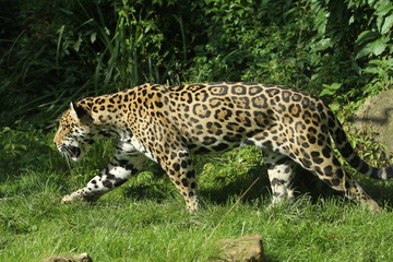 Fototapeta na wymiar Jaguar w ataku
