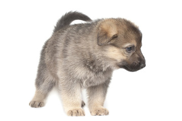sheepdogs puppy isolated on white background