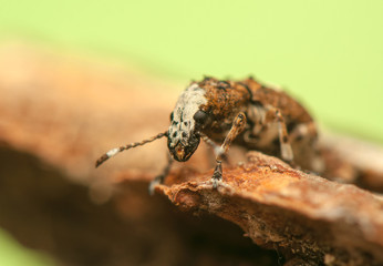 Platystomos albinus