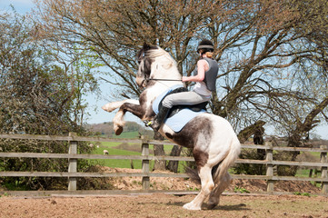 Misbehaving horse