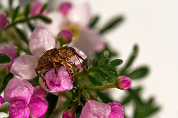 Rüsselkäfer (Curculionidae) auf rosa Blüte