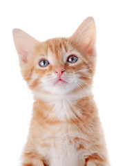 Portrait of a red kitten.