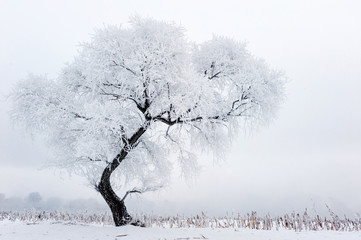Trees in frost and landscape in snow against blue sky.