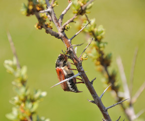 Climbing cockchafer