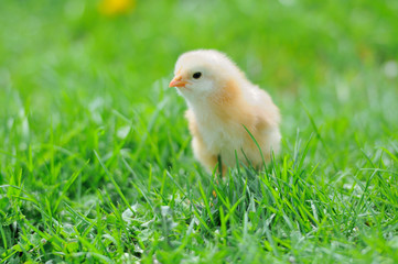 Beautiful little chicken on green grass