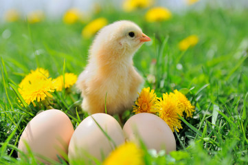 Beautiful little chicken on green grass