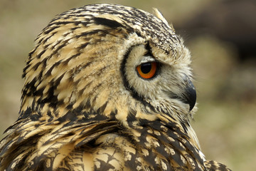 Portrait of an owl