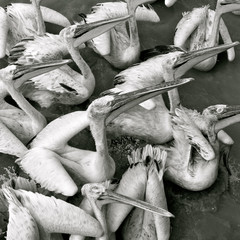 pelicans