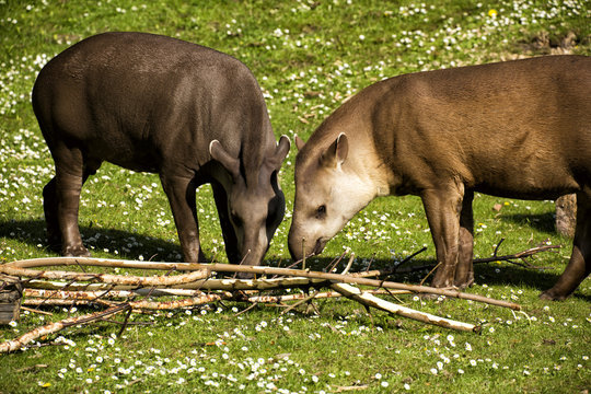 Flachlandtapire auf einer gr&uuml;nen Wiese