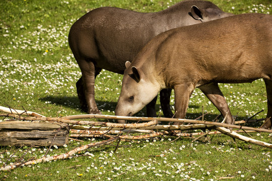 Flachlandtapire auf einer gr&uuml;nen Wiese