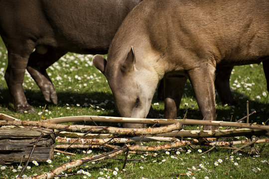 Flachlandtapire auf einer gr&uuml;nen Wiese