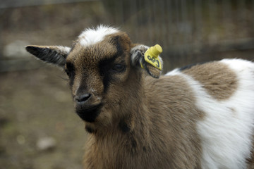 Fototapeta premium Brown and white goat