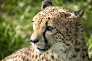 Portrait eines Geoparden