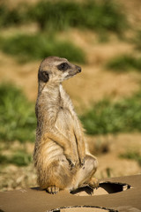 Erdmännchen in Nahaufnahme