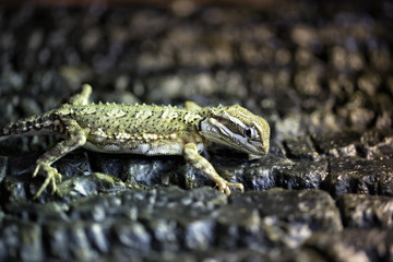 Wundergecko in Nahaufnahme