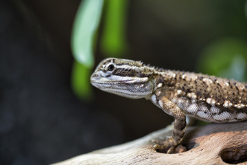 Wundergecko in Nahaufnahme