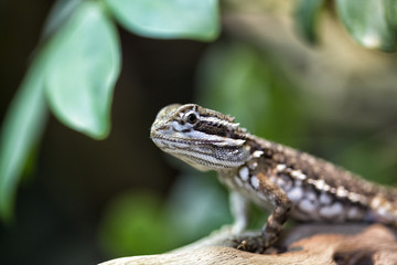Wundergecko in Nahaufnahme