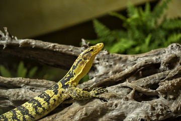 Naklejka premium Gelbgebändeter Philippinen Bindenwaran in Nahaufnahme