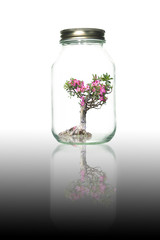 Flowers in bottle