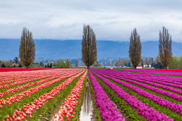 Obraz premium beautiful orange and purple tulip field